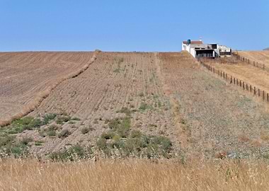 Grain field in Autumn 02