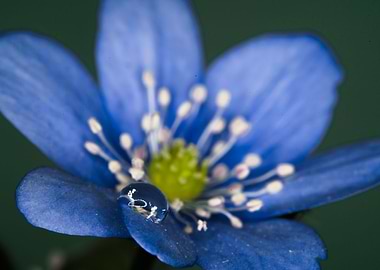 water drops on flowers