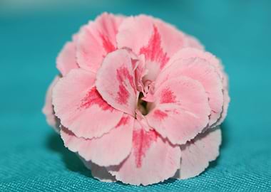 Dianthus flower macro