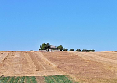 Grain field in Autumn 03