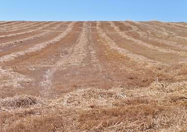 Grain field in autumn 04