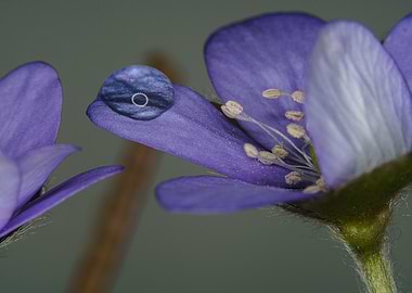purple flower with water