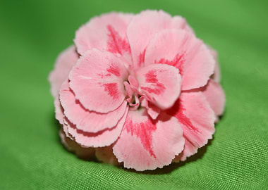 Dianthus flower macro