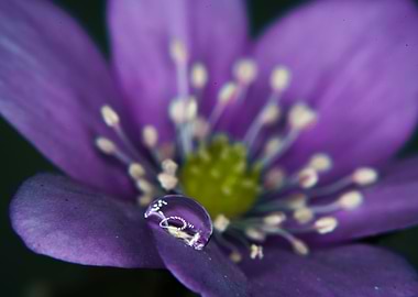 water drops on flowers