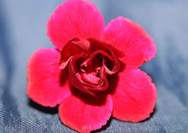Dianthus flower macro