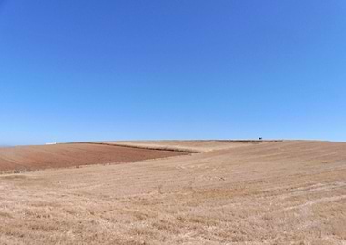 Grain field in autumn 01