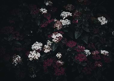 White and purple flower