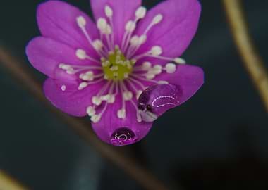 water drops on flowers