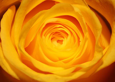 Yellow rosa flower macro