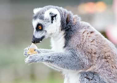 Lemur