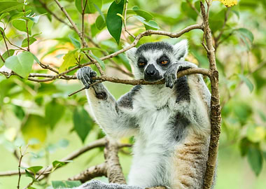 Lemur