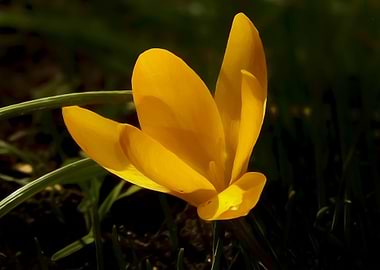 Crocus