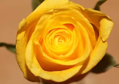 Yellow rosa flower macro