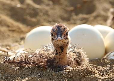 Ostrich Baby in the nest