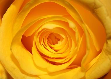 Yellow rosa flower macro