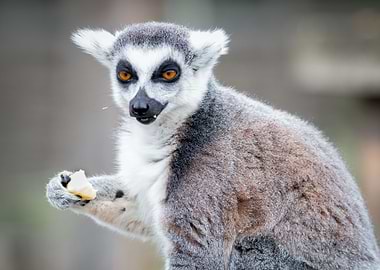 Lemur