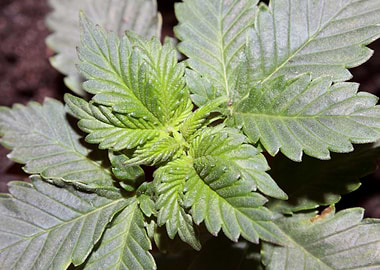 Marihuana first leaves