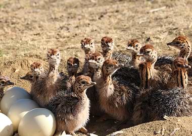 Ostrich Babies