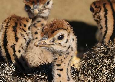 Ostrich Babies 1384