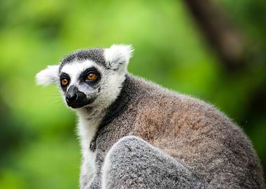 Lemur