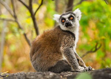 Lemur