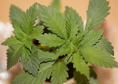 Marihuana first leaves