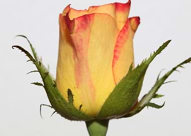 Yellow rosa flower macro