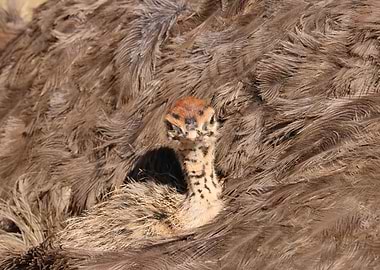Ostrich Baby by mother