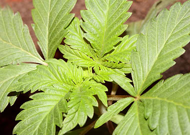 Cannabis plant growing