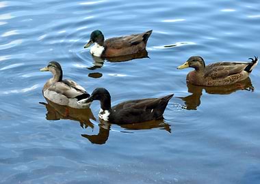 Ducks