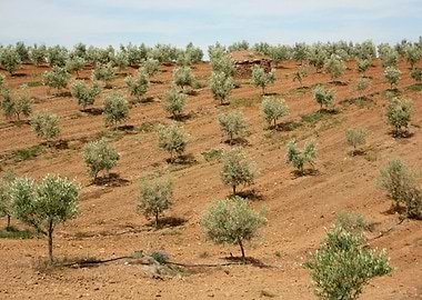 Olive tree plantation 01