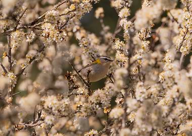Common firecrest