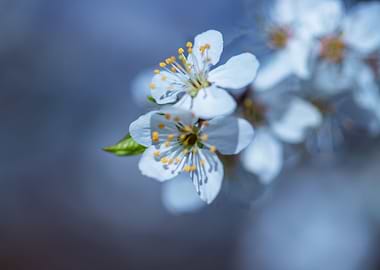 Spring cherry,white flower