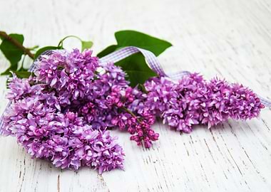 Lilac