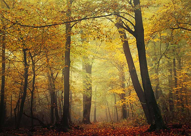 Fall Impressions XII