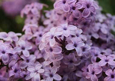 Lilac