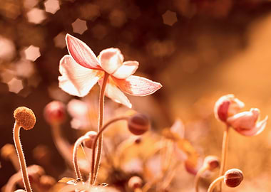 Orange flowers, anemones