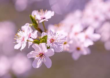 Spring cherry,pink flower