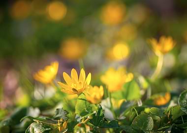 Yellow flowers on meadow
