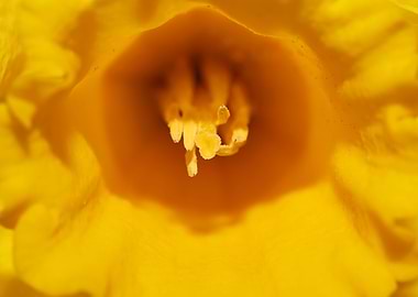 Narcissus flower macro