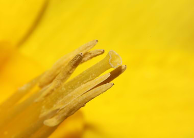 Narcissus blossoming macro