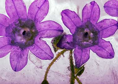 Pink campanula in ice 3