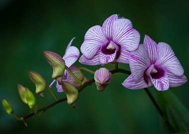 Purple Orchid