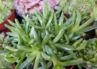 succulent plant
