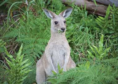 Kangaroo