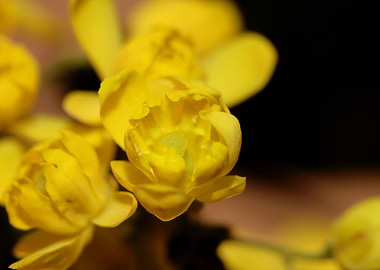 Berberis aquifolium flower