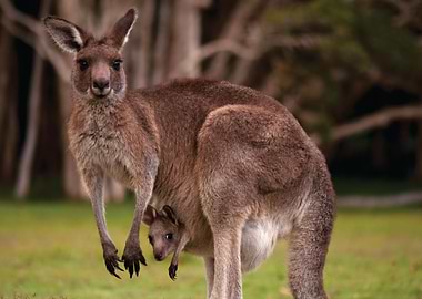 Kangaroo