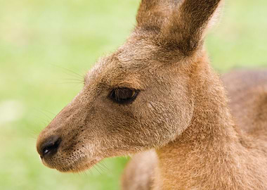 Kangaroo