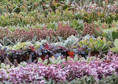 succulent plant