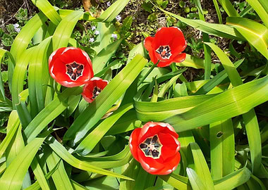 red tulip
